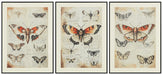 Jossletts Wall Art (Set of 3) - Visions in Furniture (La Mirada, CA)