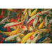 Koi Printed Canvas Painting - Visions in Furniture (La Mirada, CA)